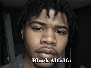 Black_Alfalfa