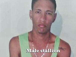 Male_stallion